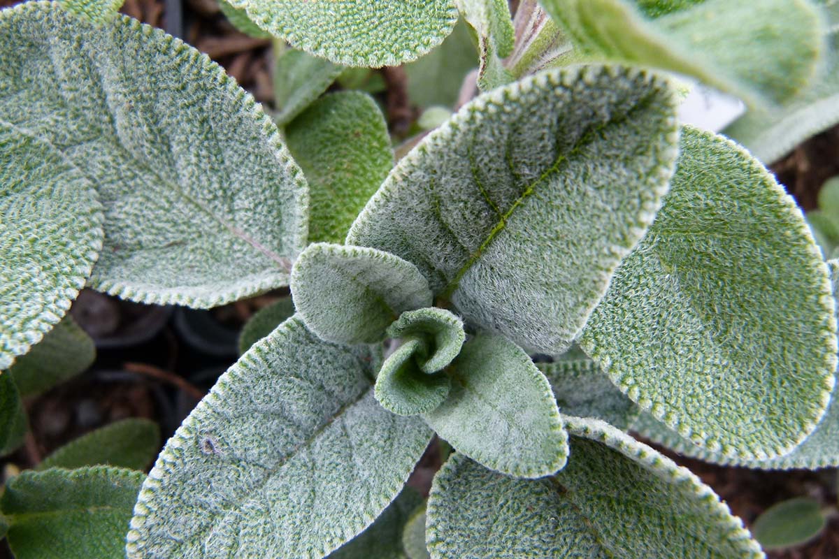 Salvia officinalis šalvěj lékařská